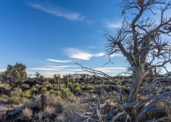 OpenAI and Oracle to build major data center in drought-stricken New Mexico