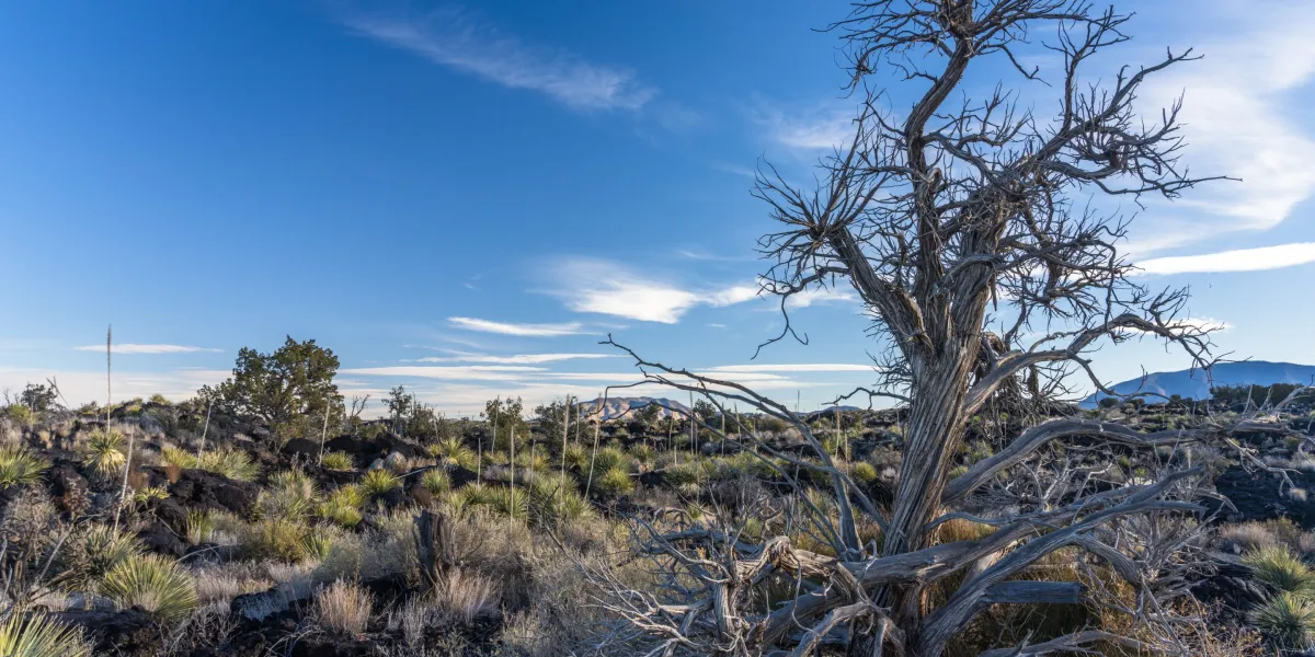 OpenAI and Oracle to build major data center in drought-stricken New Mexico OpenAI and Oracle to build major data center in drought-stricken New Mexico